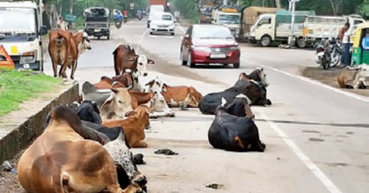 ‘Owners must foot bills if their stray cattle hurt people’
